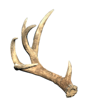 FO76 Antler - small right.png