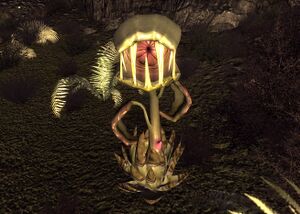 Dionaea Muscipula.jpg