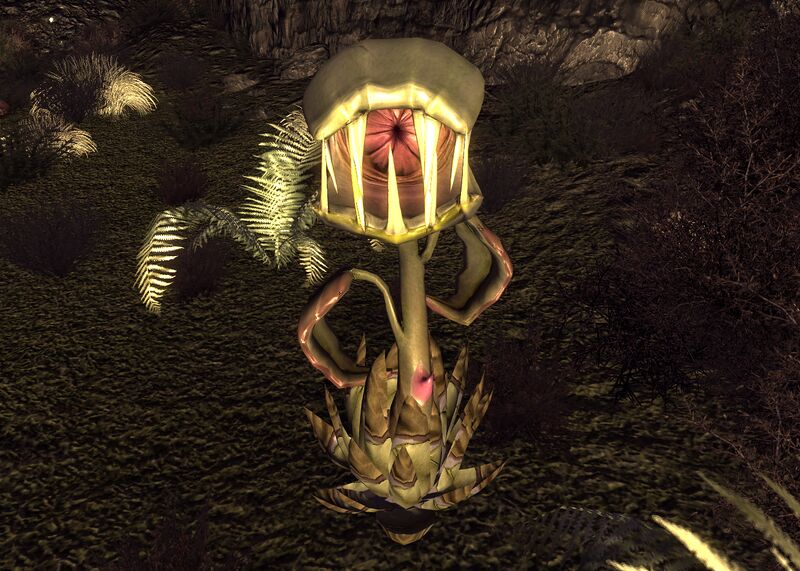 Datei:Dionaea Muscipula.jpg