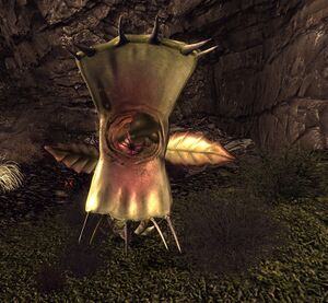 Spitting spore plant OWB.jpg