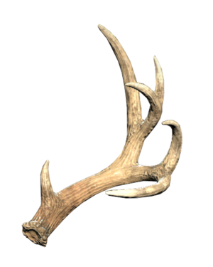 FO76 Antler - small left.png