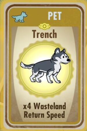 Trench (dog).jpg
