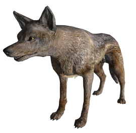 CoyoteFNV.png