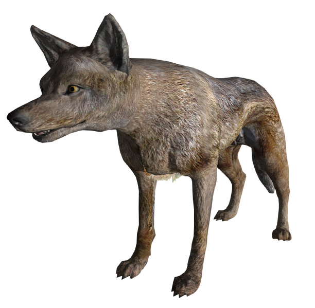 Datei:CoyoteFNV.png