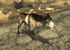 Dogmeat FO3.jpg