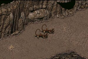 Randomscorpion.jpg