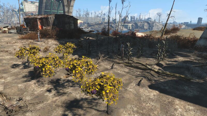 Datei:Finch farm4.jpg