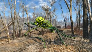 FO4 Infected bloodbug.jpg