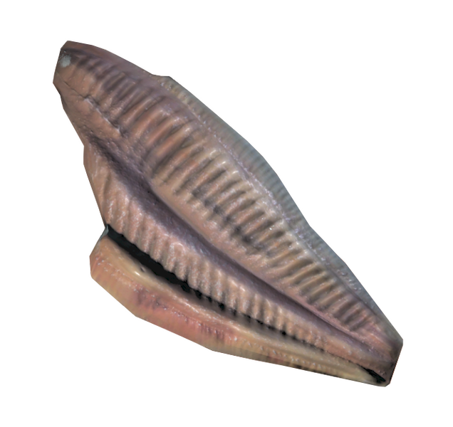 Datei:FO76 Angler meat.png