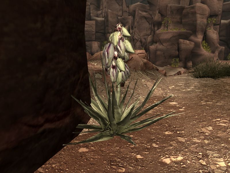 Datei:Bighorner banana yucca.jpg