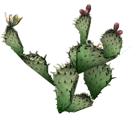 Prickly pear cactus.png