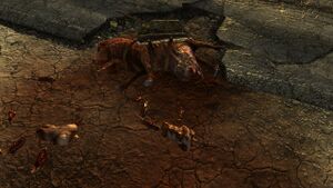 Pack brahmin close-up.jpg