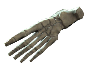 Right foot bones.png