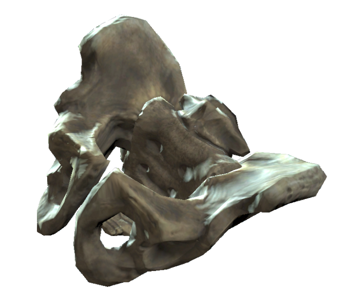 Datei:Pelvis bones.png