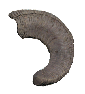 FO76WA Large sheepsquatch horn.png