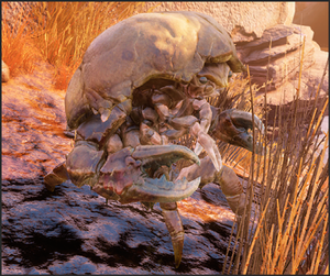 FO76 Mirelurk.png