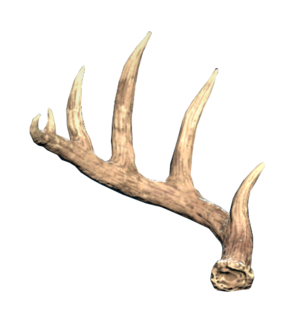 FO76 Antler - large right.png