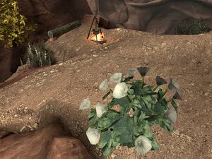 RoP datura root1.jpg