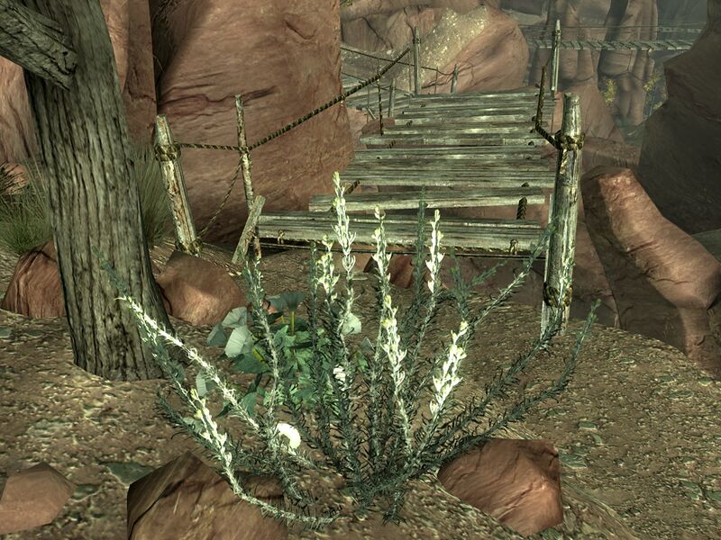 Datei:RoP datura root2.jpg