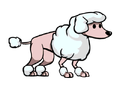 Poodle