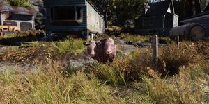 FO76 Flatwoods brahmin.jpg