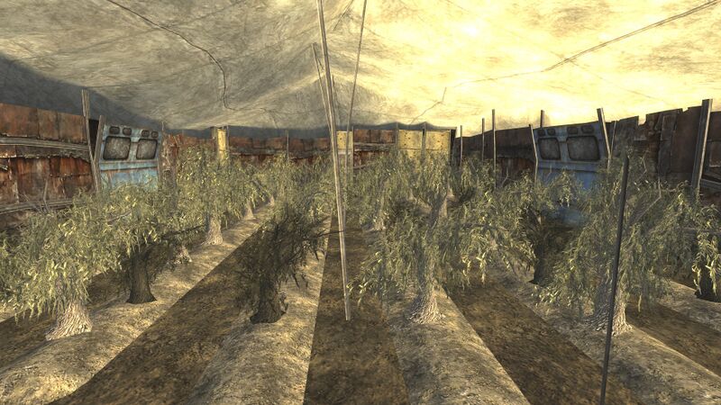 Datei:Greenhouse interior.jpg