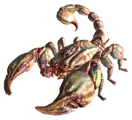 Albino radscorpion.png