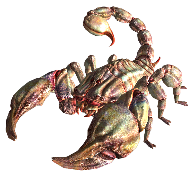 Datei:Albino radscorpion.png