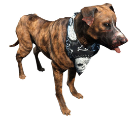 Fo4 dog.png