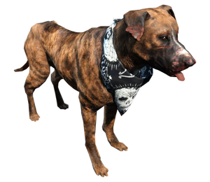 Fo4 dog.png