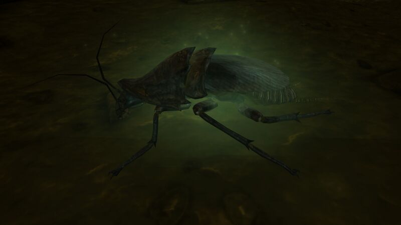 Datei:Irradiated radroach.jpg