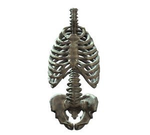 Rib cage and pelvis.png