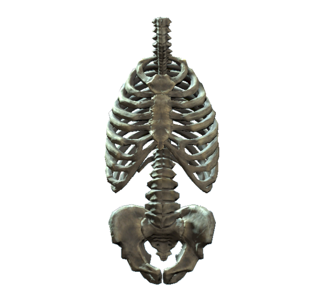 Datei:Rib cage and pelvis.png
