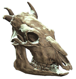 Brahmin skull.png