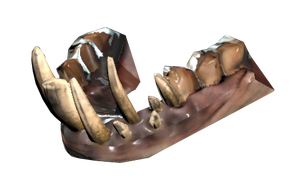 FO76 wendigo teeth.png