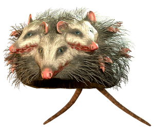 FO76 rad oppossum hat.png