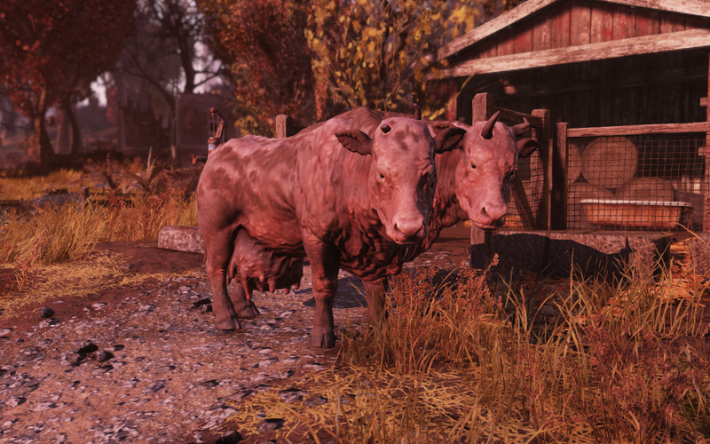 Datei:FO76 Brahmin friend 1.png