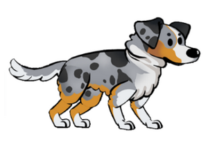 FoS Australian Shepherd.png