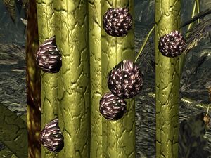 Punga seeds on Mother Punga.jpg