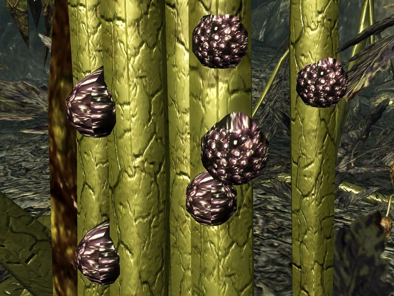 Datei:Punga seeds on Mother Punga.jpg