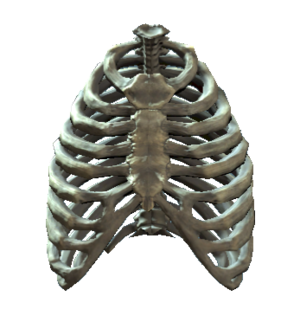 Rib cage.png