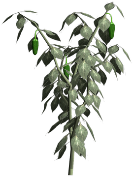 Jalapeno-plant.png