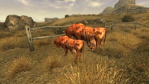 Malnourishedbrahmin+calf.jpg