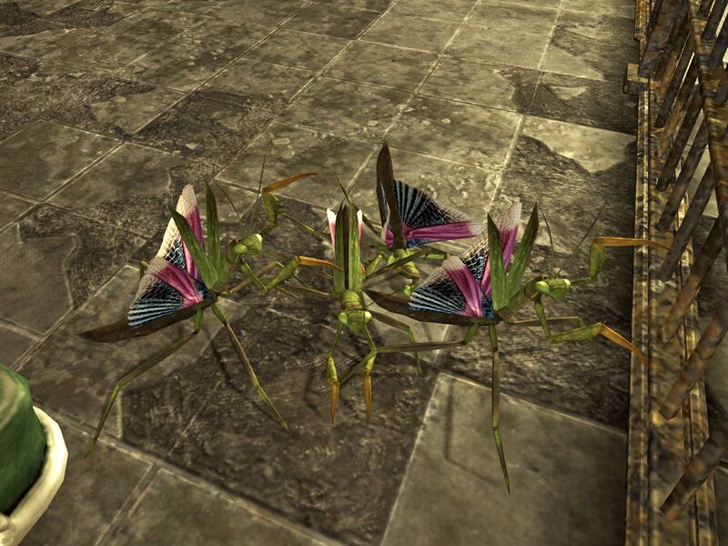 Datei:Giant mantis nymphs at NHPS.jpg