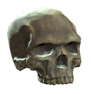Upper skull.png