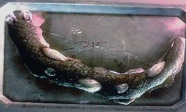 Wurmnahrung der Aliens.jpg