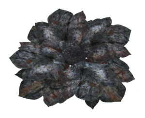 Black bloodleaf.png