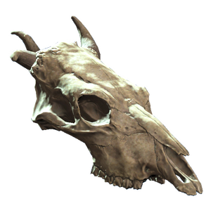 Jawless brahmin skull.png