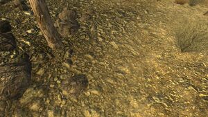 Distinctive cigarette butt plant.jpg