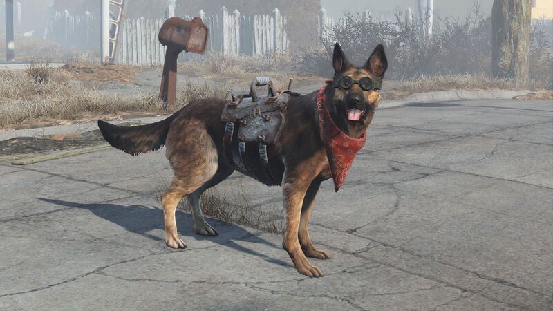 Datei:Dogmeat equipped items.jpg